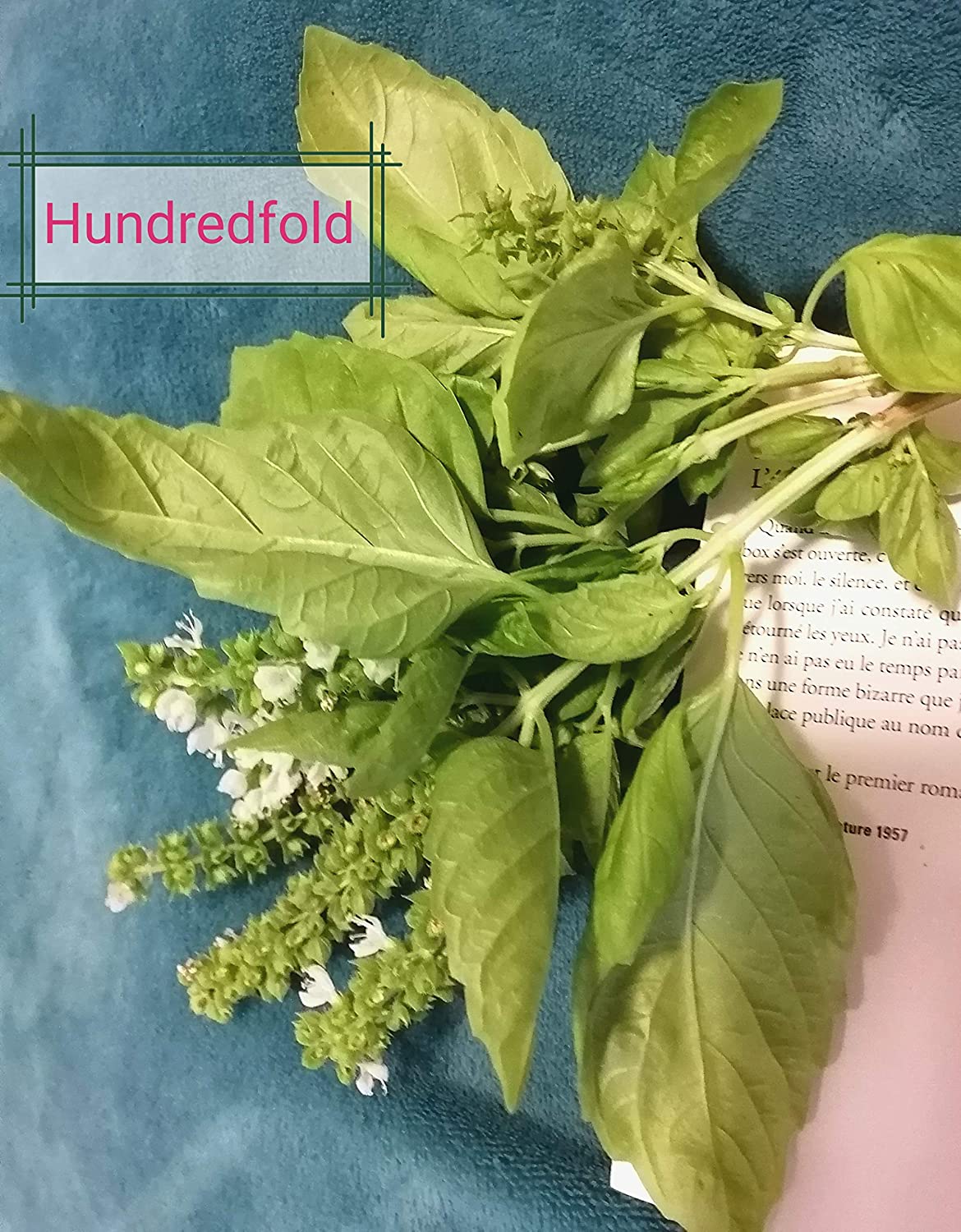 Hundredfold Genovese Basil 200 Herb Seeds - Ocimum basilicum Heirloom Non-GMO Perfumed Basil, Best for Pesto Pasta