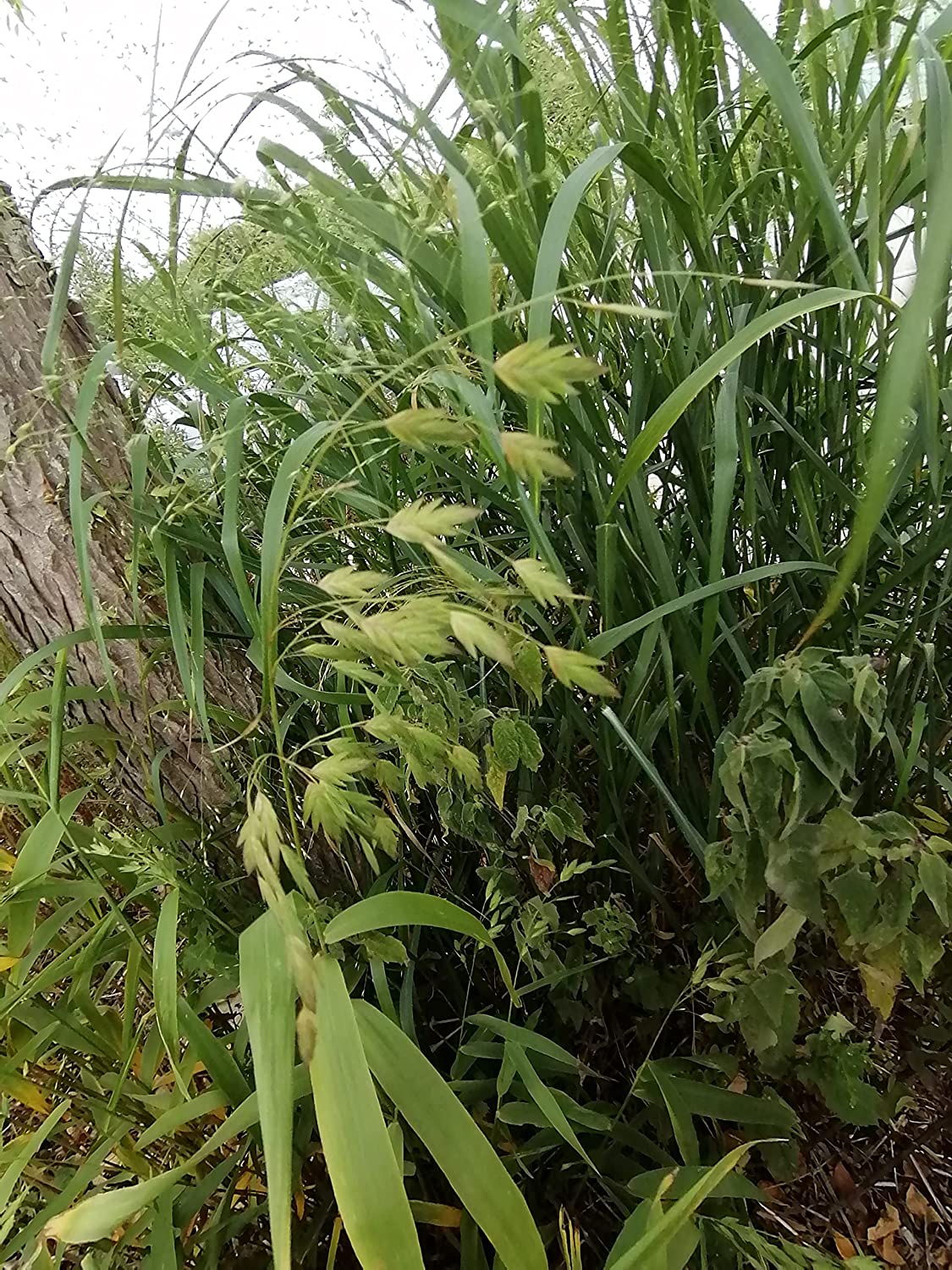 Hundredfold 100 River Oats Seeds - Chasmanthium latifolium Canada Native Grass Flathead Oats, Upland Oats, Erosion Control and Ornamental Planting