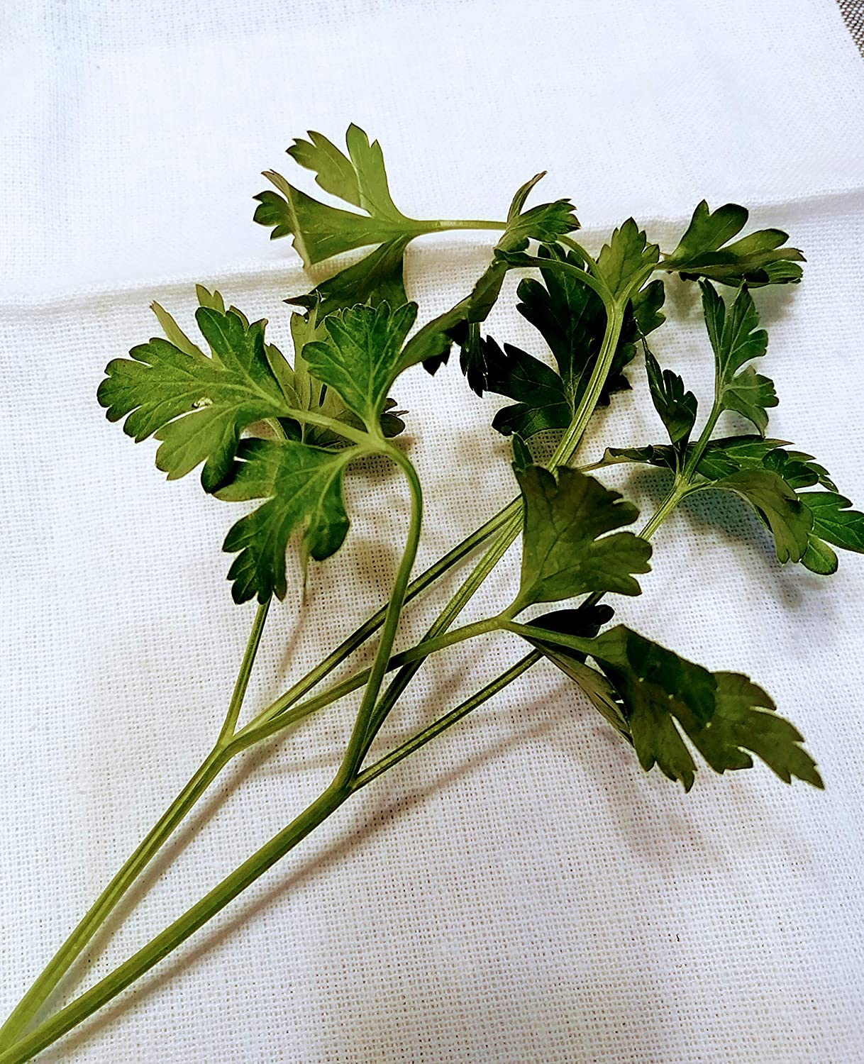 Graines de persil plat vert foncé italien au centuple 1000 graines - Petroselinum crispum Fine herbe sans OGM, attire les papillons machaons, emballées et expédiées au Canada