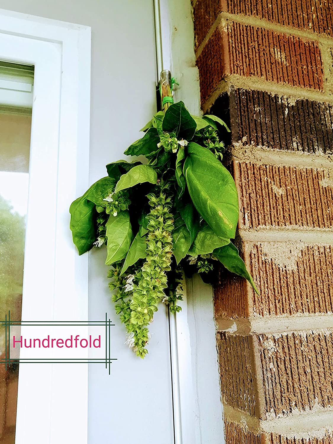 Hundredfold Genovese Basil 200 Herb Seeds - Ocimum basilicum Heirloom Non-GMO Perfumed Basil, Best for Pesto Pasta