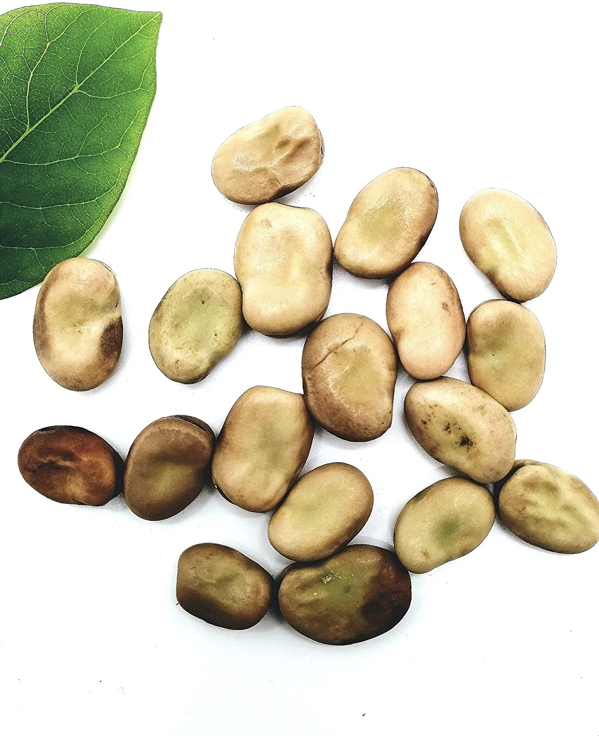 Hundredfold Windsor Fava Broad Bean 30 Vegetable Seeds - Vicia faba Non-GMO Heirloom Horse Bean, Rich in Protein & Fiber