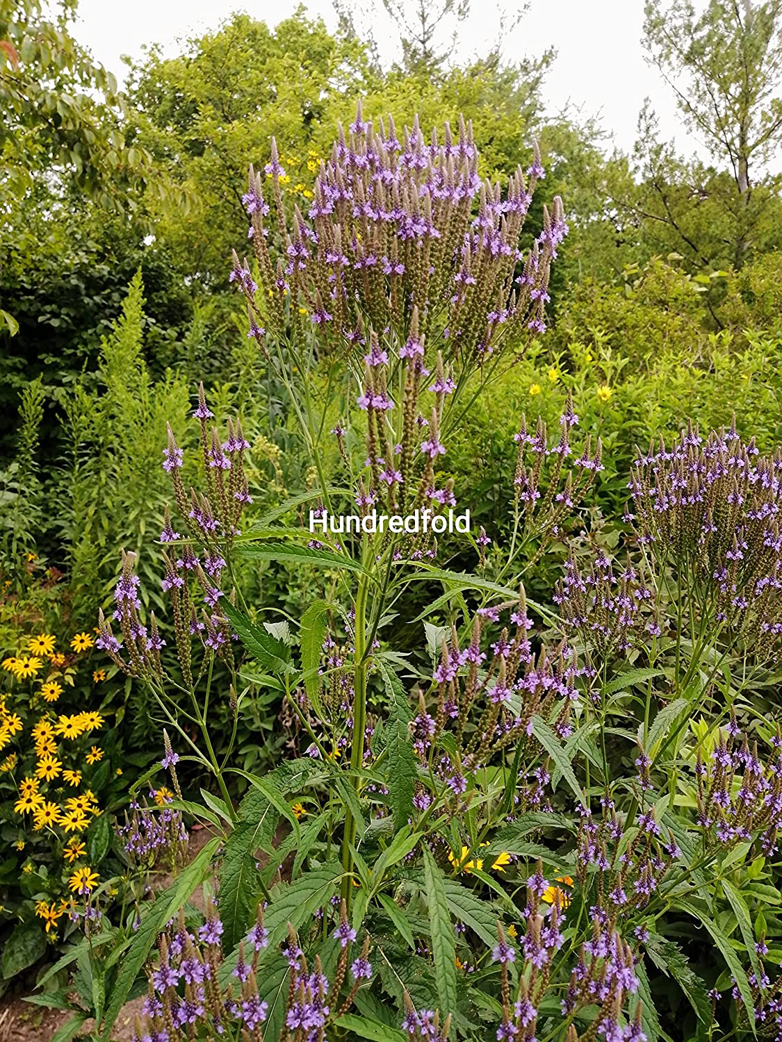 Centuple 500 graines de fleurs sauvages de verveine bleue - Verveine Hastate du Canada indigène, verveine américaine, verveine des marais