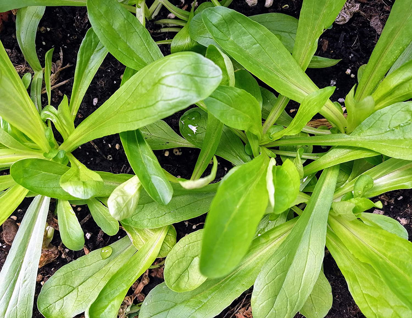 Mâche Centuple 100 Graines Légumes - Valerianella olitoria, Mâche, Mâche, Sans OGM