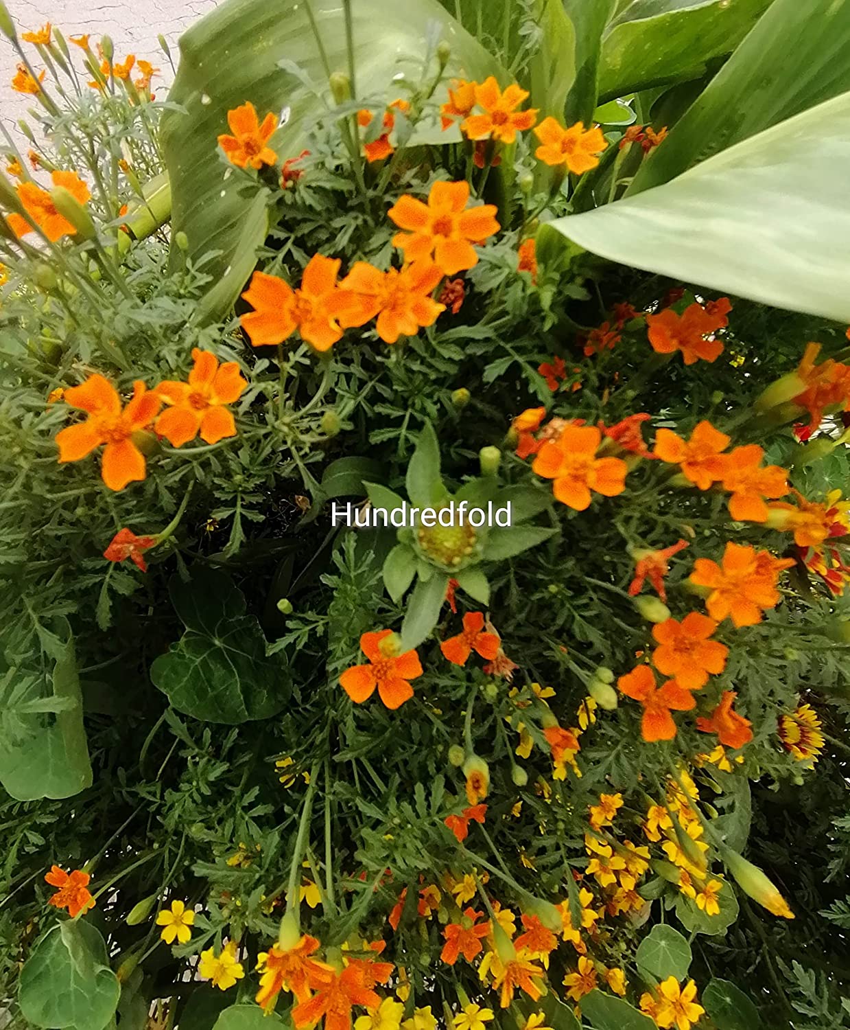 100 graines de soucis du Mexique - Tagetes tenuifolia, fleur comestible