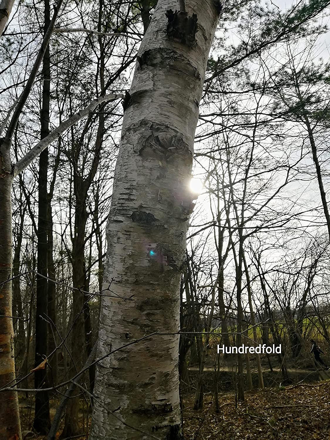 Bouleau à papier 50 graines - Betula papyrifera Bouleau blanc américain, bouleau à canoë Arbre indigène au Canada et aux États-Unis, excellent pour l'aménagement paysager et le reboisement