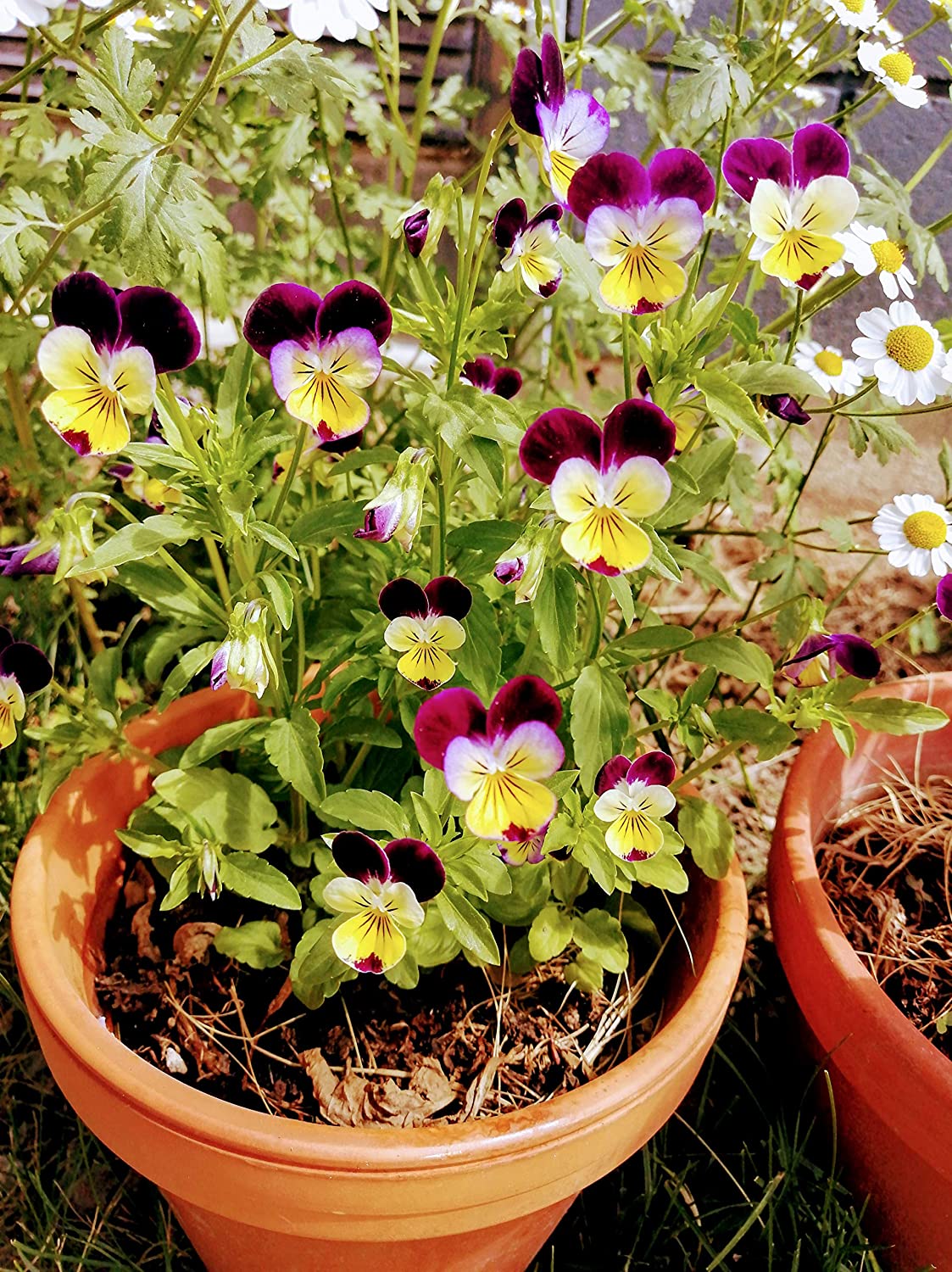 Johnny-Jump-Up 100 graines - Viola Tricolor Pensée de coeur sans OGM, Pensée sauvage, Fleurs comestibles