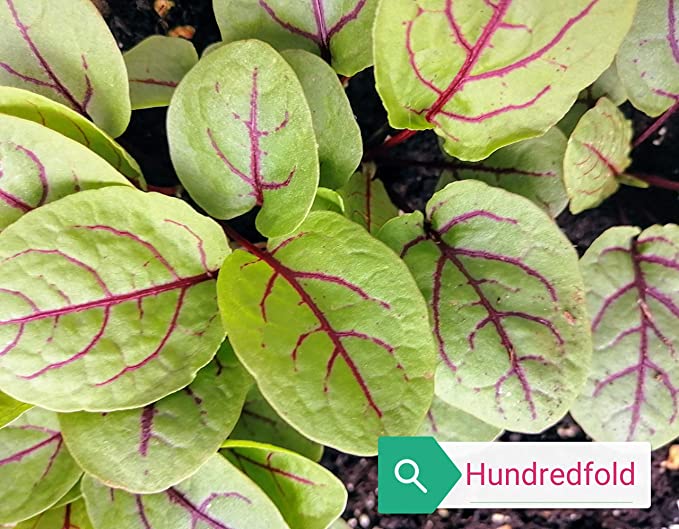 Hundredfold Red Vein Sorrel 500 Herb & Vegetable Seeds - Rumex sanguineus Red-veined Sorrel, Bloody Dock