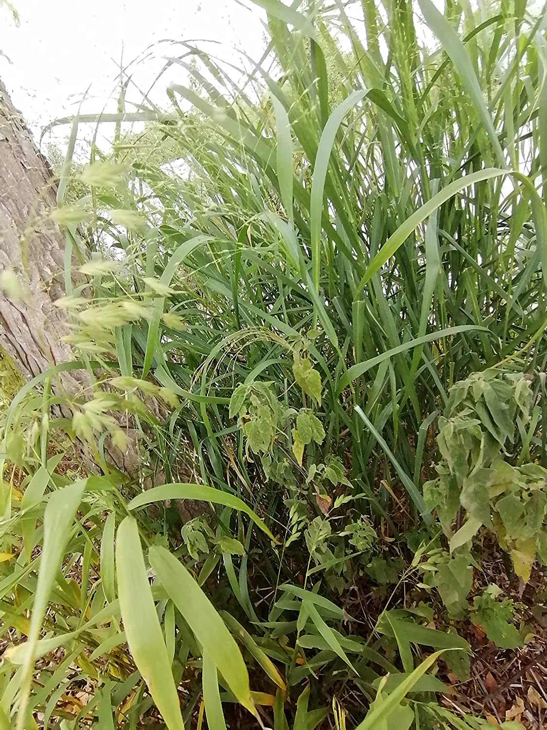 Hundredfold 100 River Oats Seeds - Chasmanthium latifolium Canada Native Grass Flathead Oats, Upland Oats, Erosion Control and Ornamental Planting