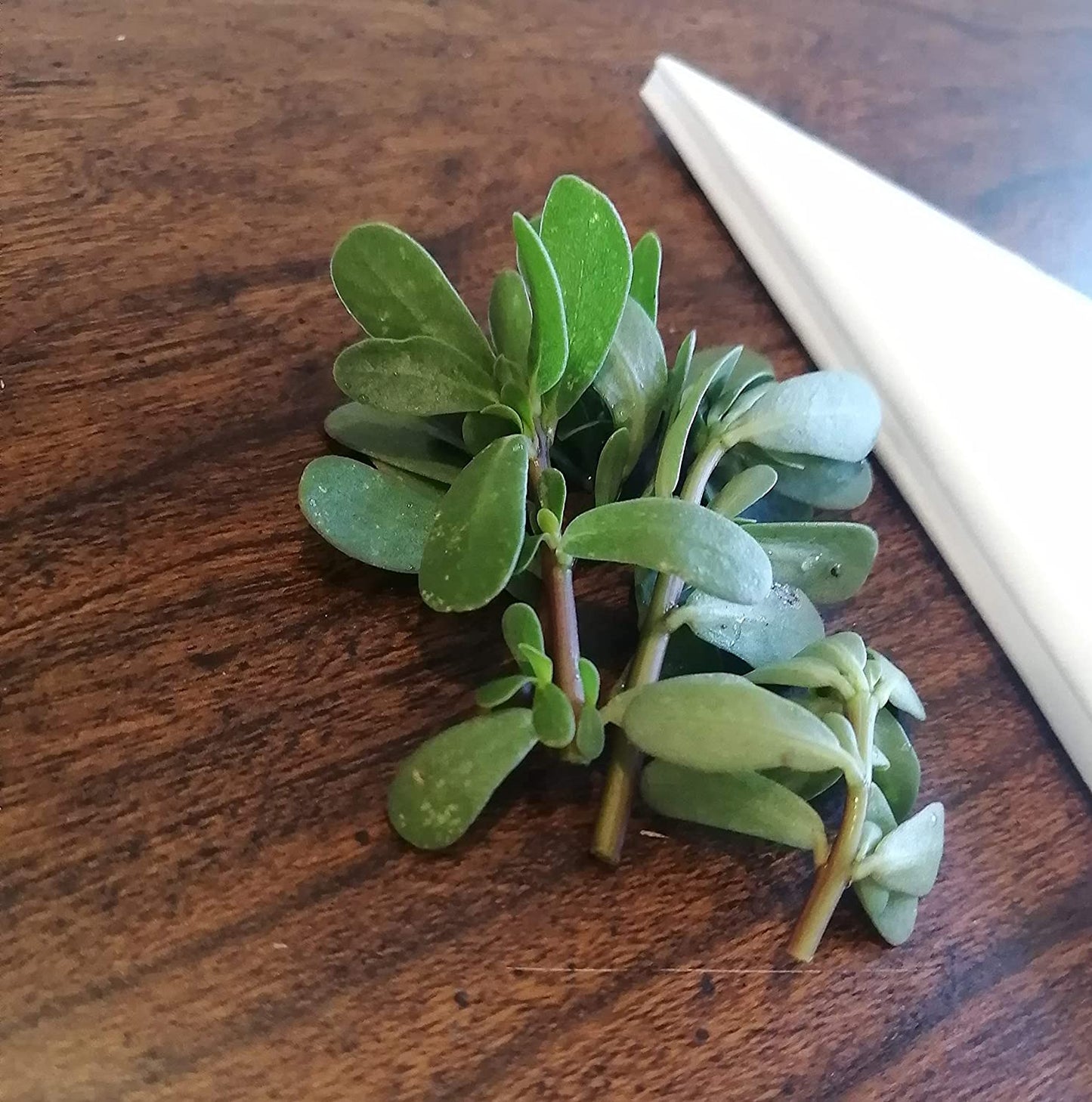 Hundredfold Green Common Purslane 1000 Seeds - Non-GMO Pursley, Red Gruner, Portulaca oleracea Vegetable & Herb