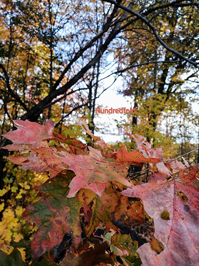 Mature Northern Red Oak tree displaying vibrant scarlet-red foliage in peak autumn, set against a mixed forest.