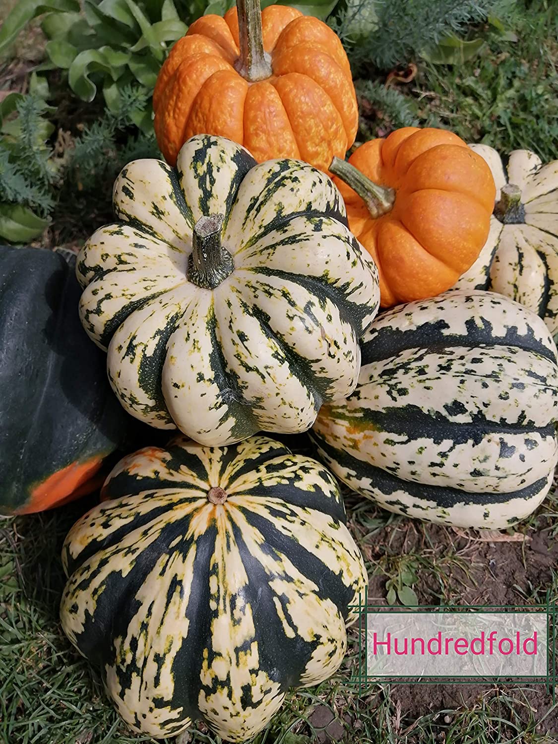 Courge d'hiver Sweet Dumpling 30 graines - Cucurbita Pepo Courge Delicata sans OGM pour la plantation dans le jardin et la cour