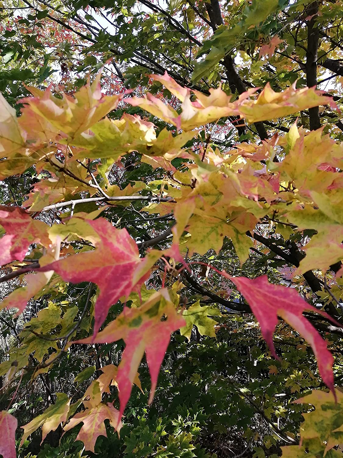 Mature sugar maple tree showcasing vibrant fall foliage in brilliant shades of red and orange.