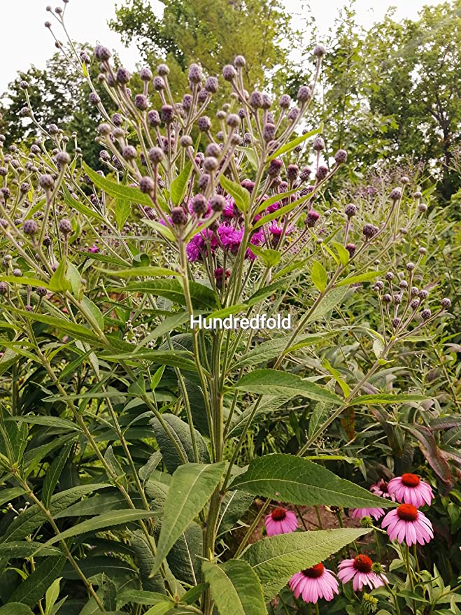 Hundredfold Common Ironweed 500 Flower Seeds - Vernonia fasciculata Perfect for Prairie or Meadow Garden