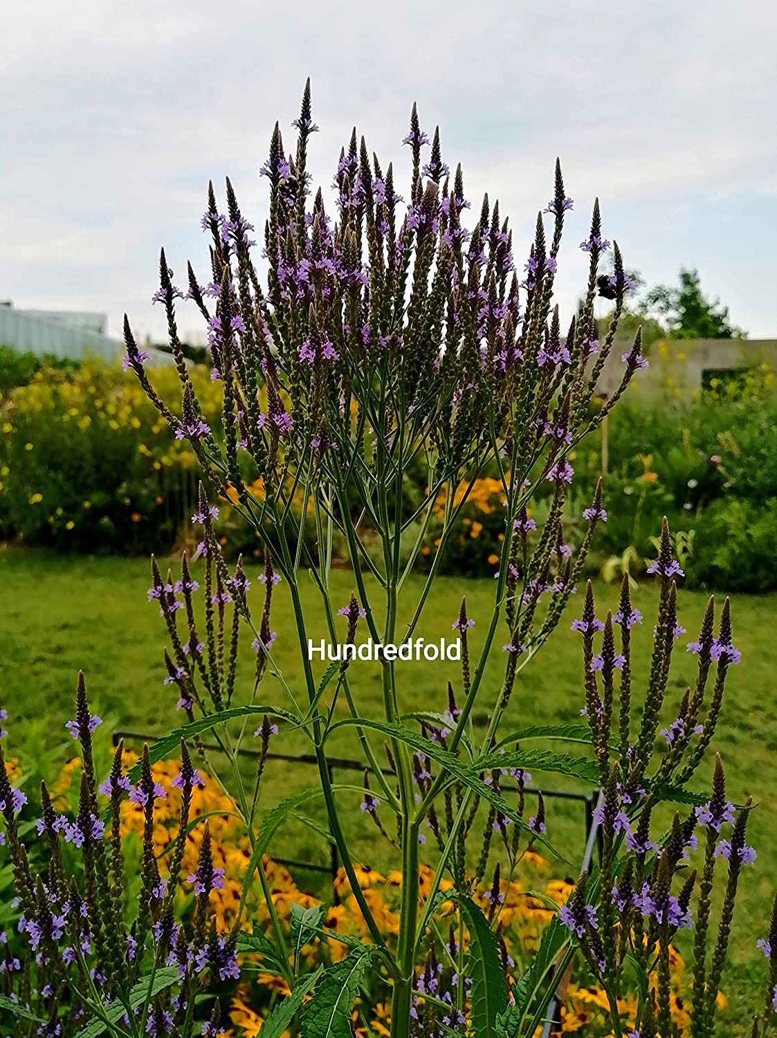 Centuple 500 graines de fleurs sauvages de verveine bleue - Verveine Hastate du Canada indigène, verveine américaine, verveine des marais