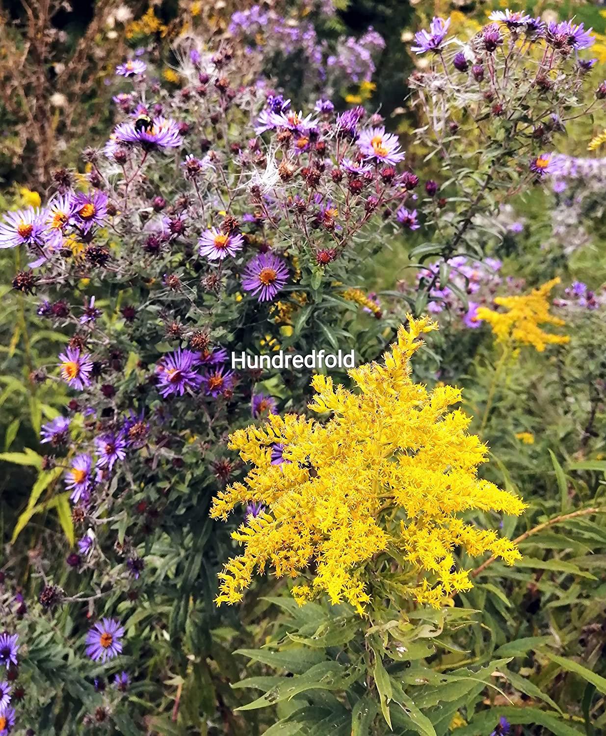 Cent fois 100 graines d'aster de Nouvelle-Angleterre - Symphyotrichum novae-angliae Source de nectar de fleur sauvage indigène du Canada pour les papillons monarques et les abeilles, aliment de base du jardin d'automne