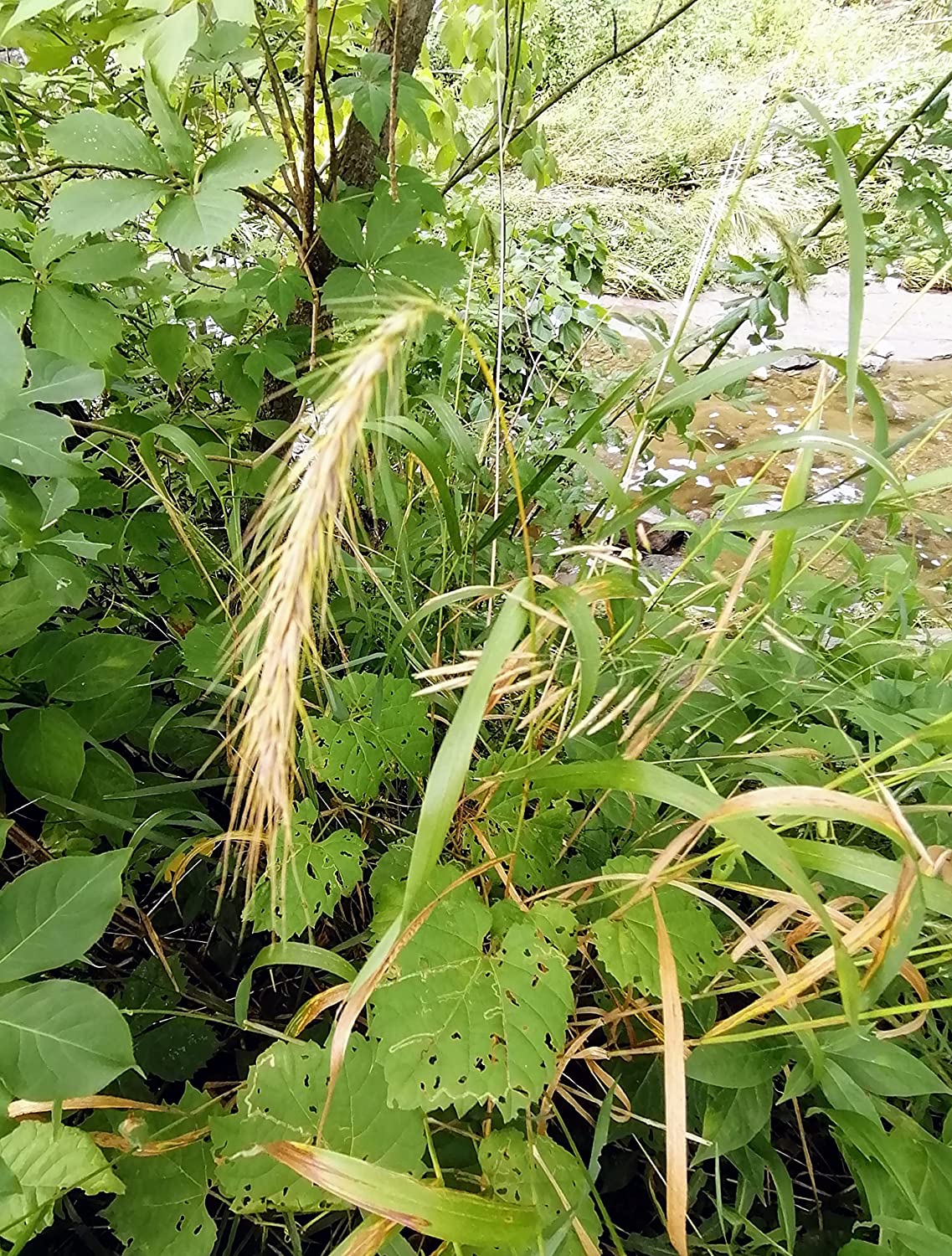 Graines d'Elyme sauvage du Canada au centuple 100 graines - Elymus canadensis Élyme sauvage indigène des prairies de l'Ontario, Élyme sauvage penché, parfait pour le contrôle de l'érosion ou comme graminée ornementale