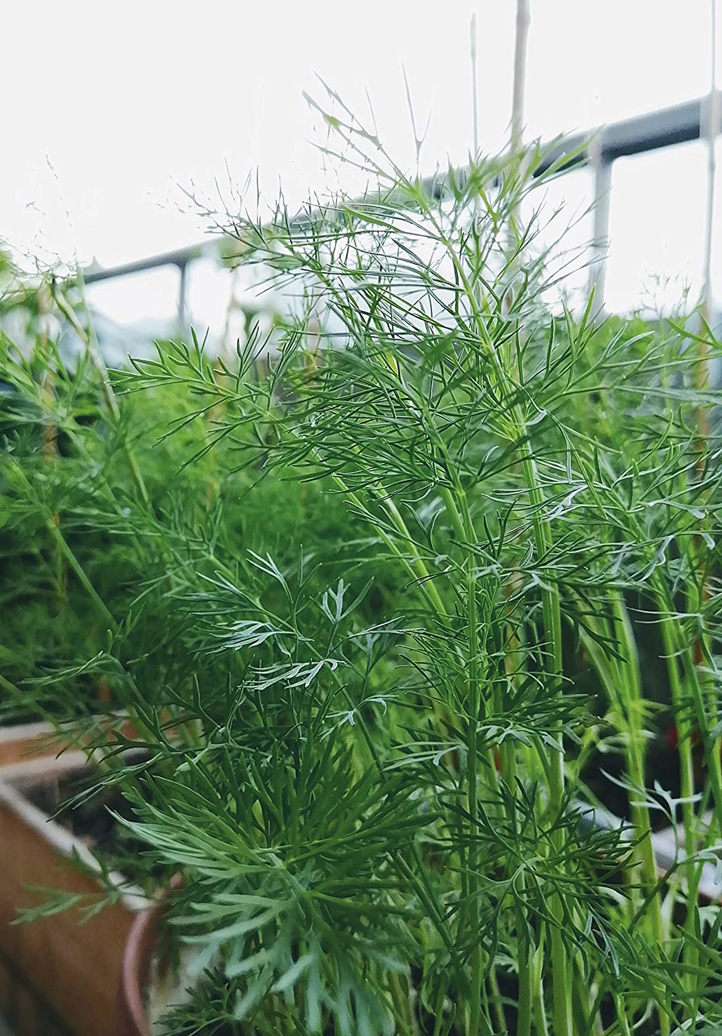 Bouquet centuple d'aneth 200 graines d'herbes anciennes - Anethum graveolens Herbe d'aneth sans OGM pour jardin d'abeilles et de papillons, cornichons et salades