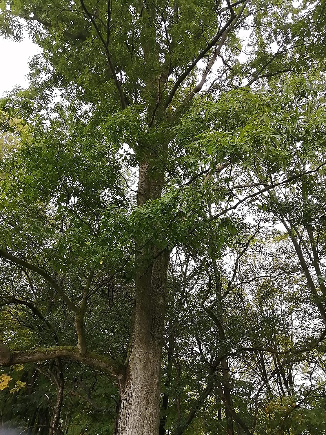 Caryer amer centuple 5 noix - Carya cordiformis Graines d'arbres indigènes frais de l'Ontario, faites pousser votre propre bois de chauffage