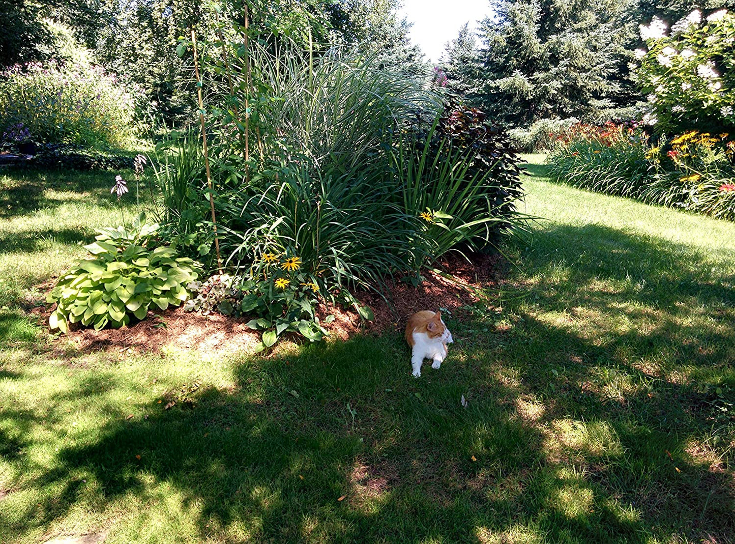Organic Rye Grain 1 oz Seeds for Pet Grass - Secale cereale Non-GMO Rye Cereal Grain Improves Pets’ Digestion & Energy Level, for Cat Grass, Catgrass, Kitten Grass and Grass Mix