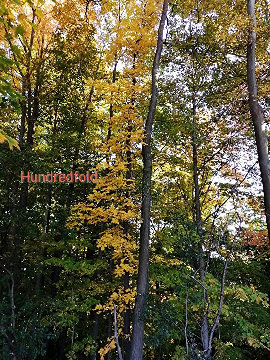 Caryer amer centuple 5 noix - Carya cordiformis Graines d'arbres indigènes frais de l'Ontario, faites pousser votre propre bois de chauffage