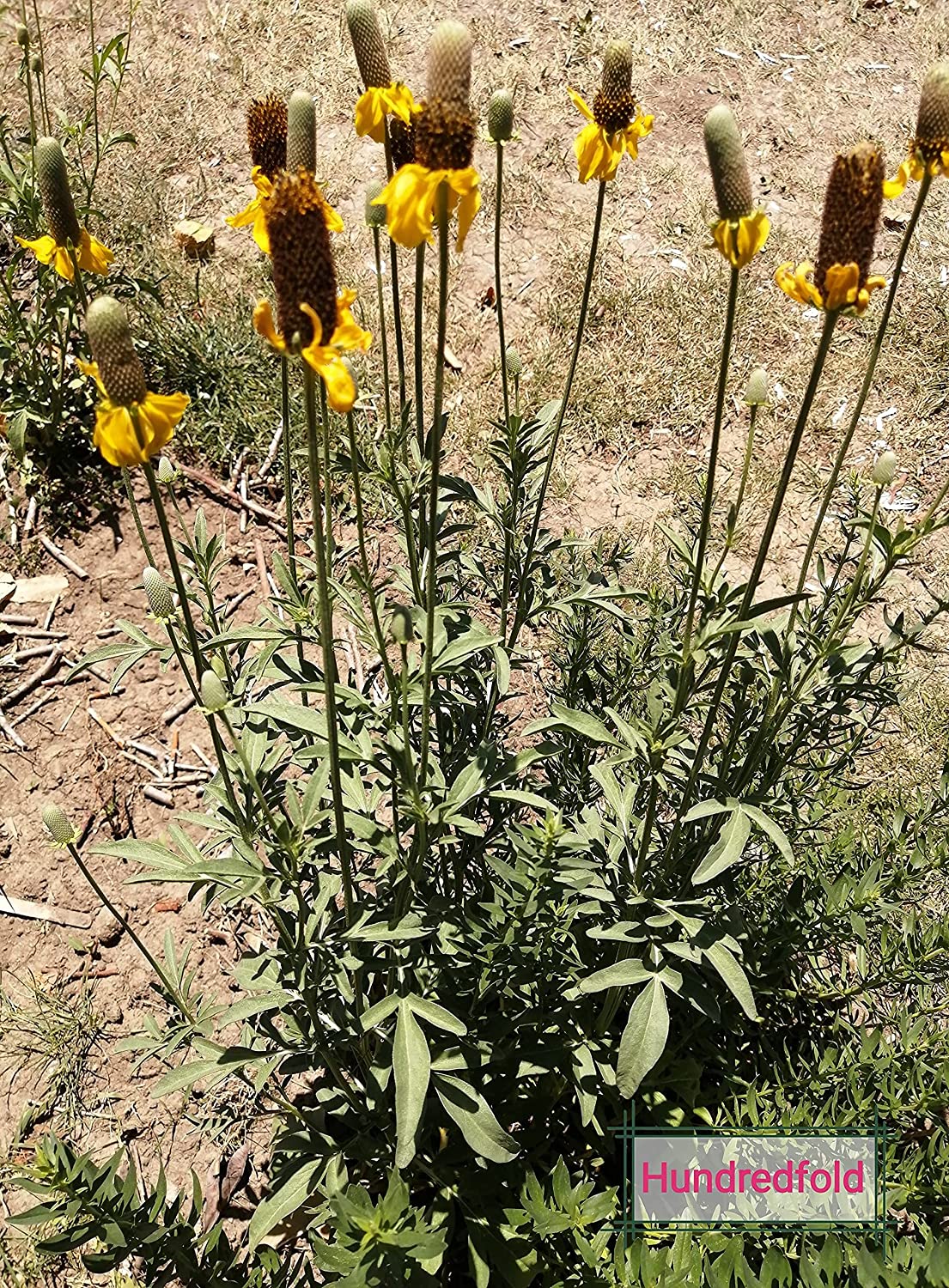 Échinacée jaune dressée 500 graines - Ratibida columnifera Fleur de cône à longue tête indigène des prairies des États-Unis et du Canada