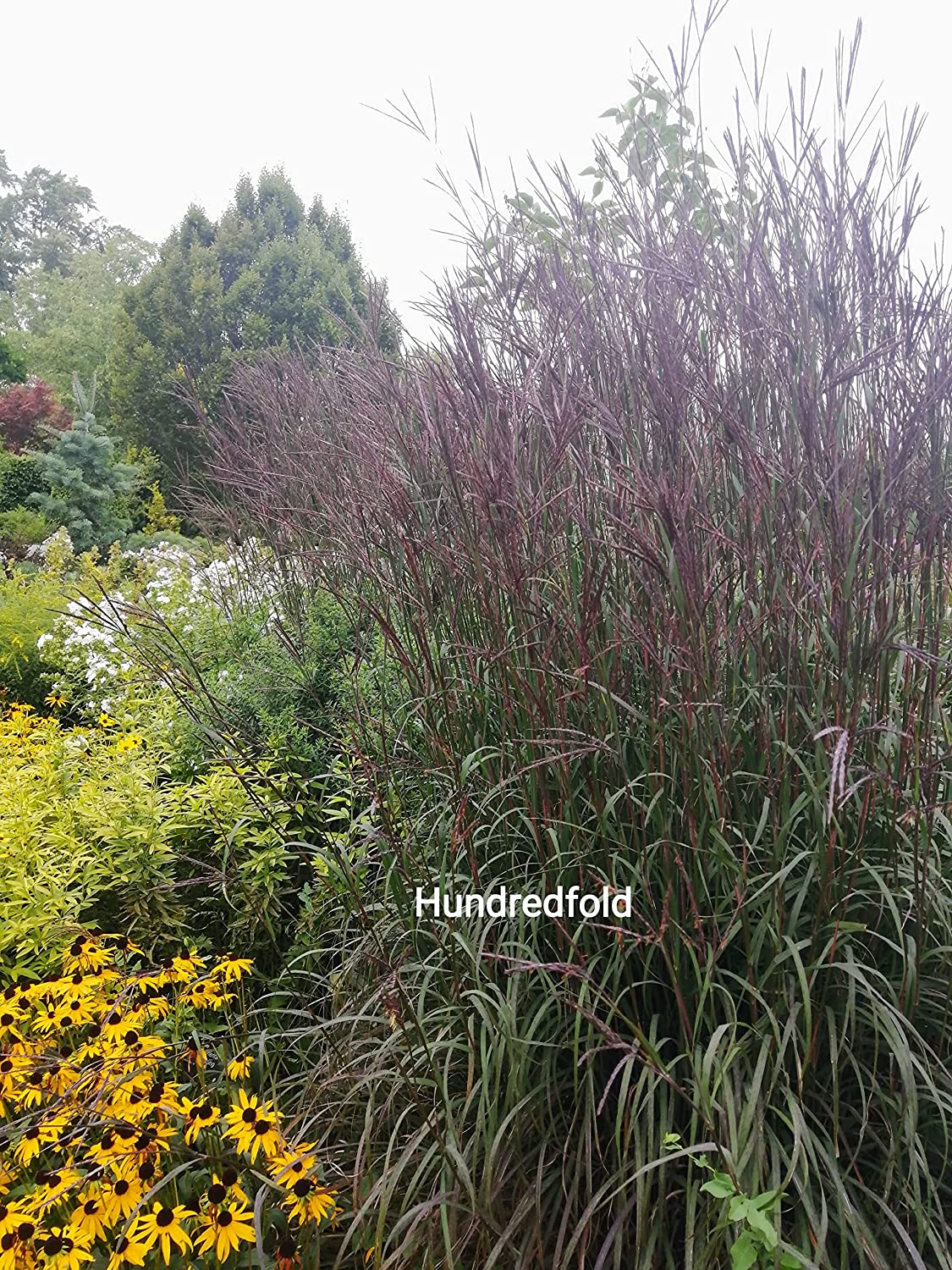 Hundredfold 500 Big Bluestem Grass Seeds - Andropogon gerardii Blue Stem Ornamental Bunch Grasses, Turkeyfoot, Attract Birds, Valued for Native Garden & Wildflower Meadow Big bluestem