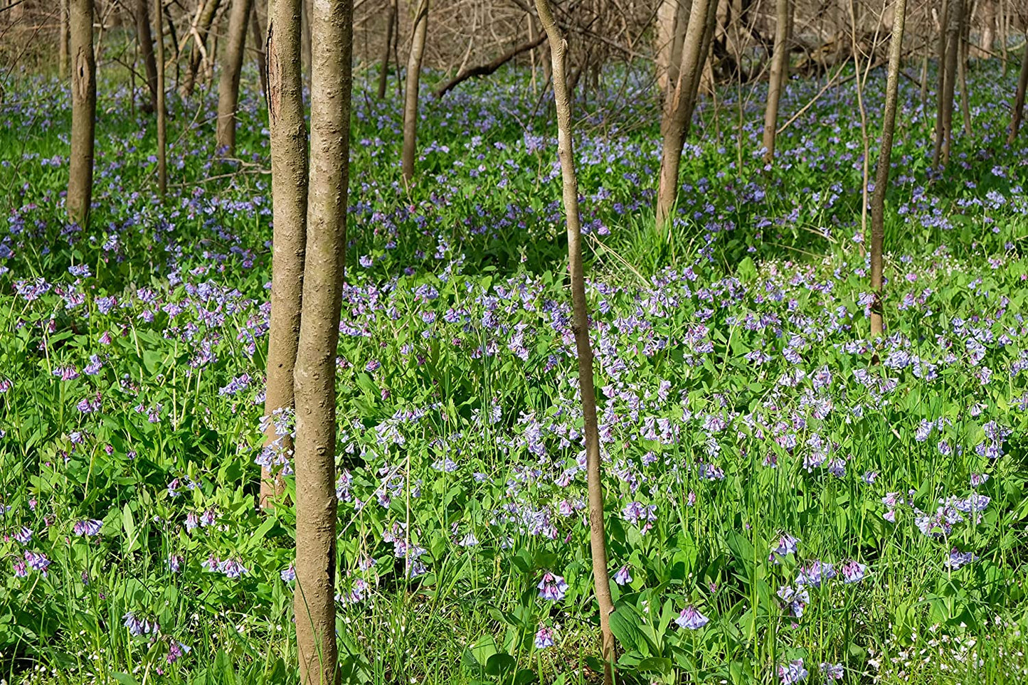 Hundredfold Virginia Bluebells 30 Seeds - Mertensia virginica Ontario Quebec Native Woodland Perennial Wildflower Wild Flower