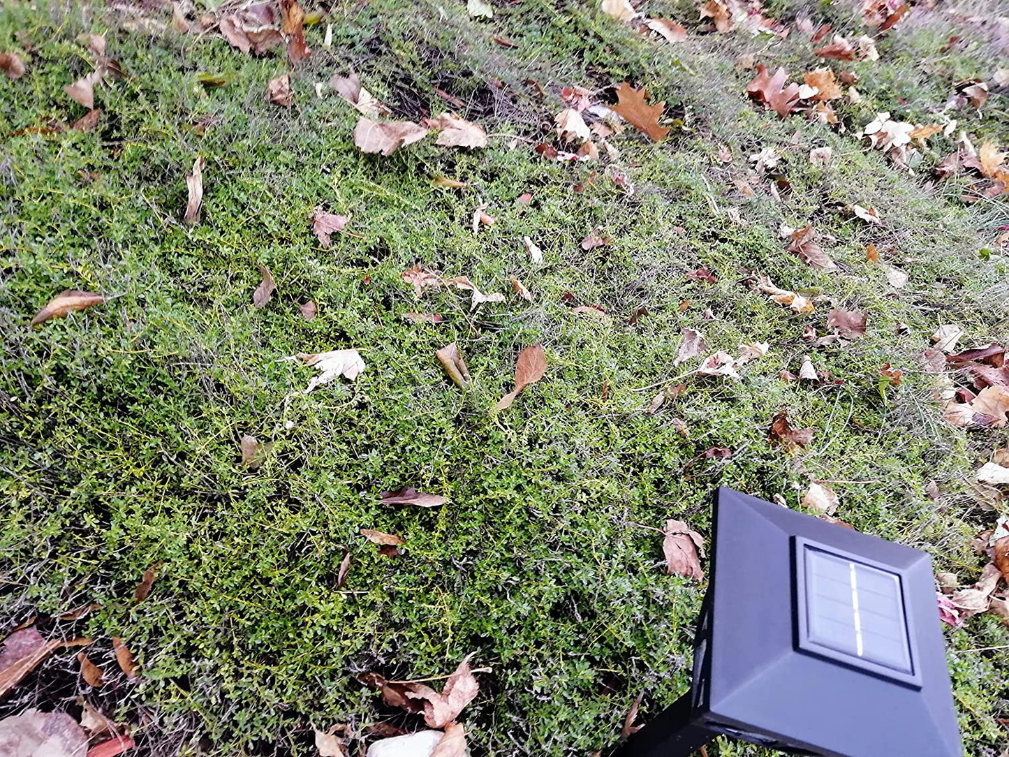 Hundredfold Creeping Thyme 1000 Seeds - Thymus serpyllum Brotherwort Ground Cover or Lawn Alternative Rock Garden Staple