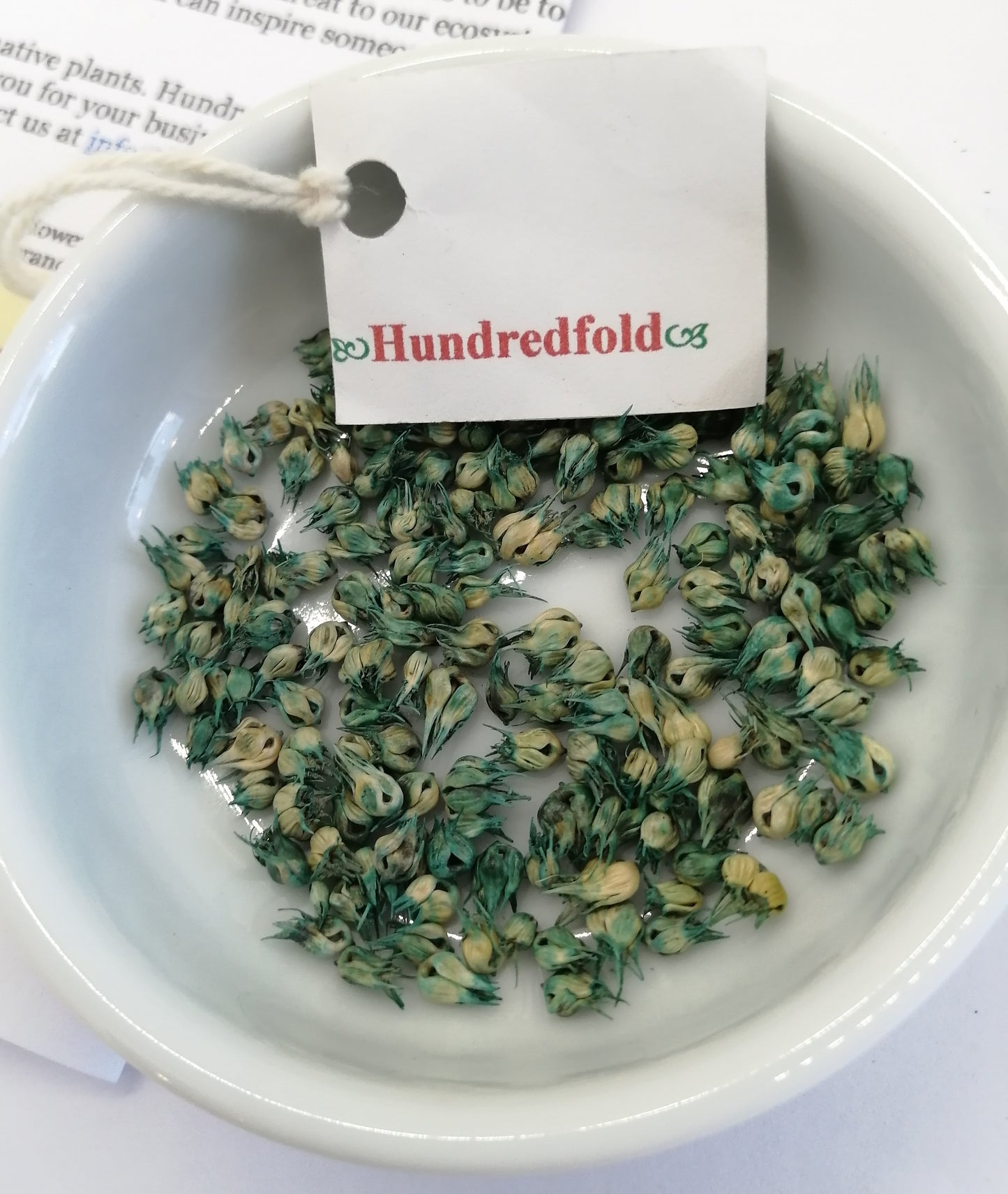 Hundredfold 1/2LB (8oz) Buffalo Grass Seeds - Bouteloua dactyloides Native Turf-Type Short Grass for Buffalograss Low-Maintenance Lawn or Lawn Alternative