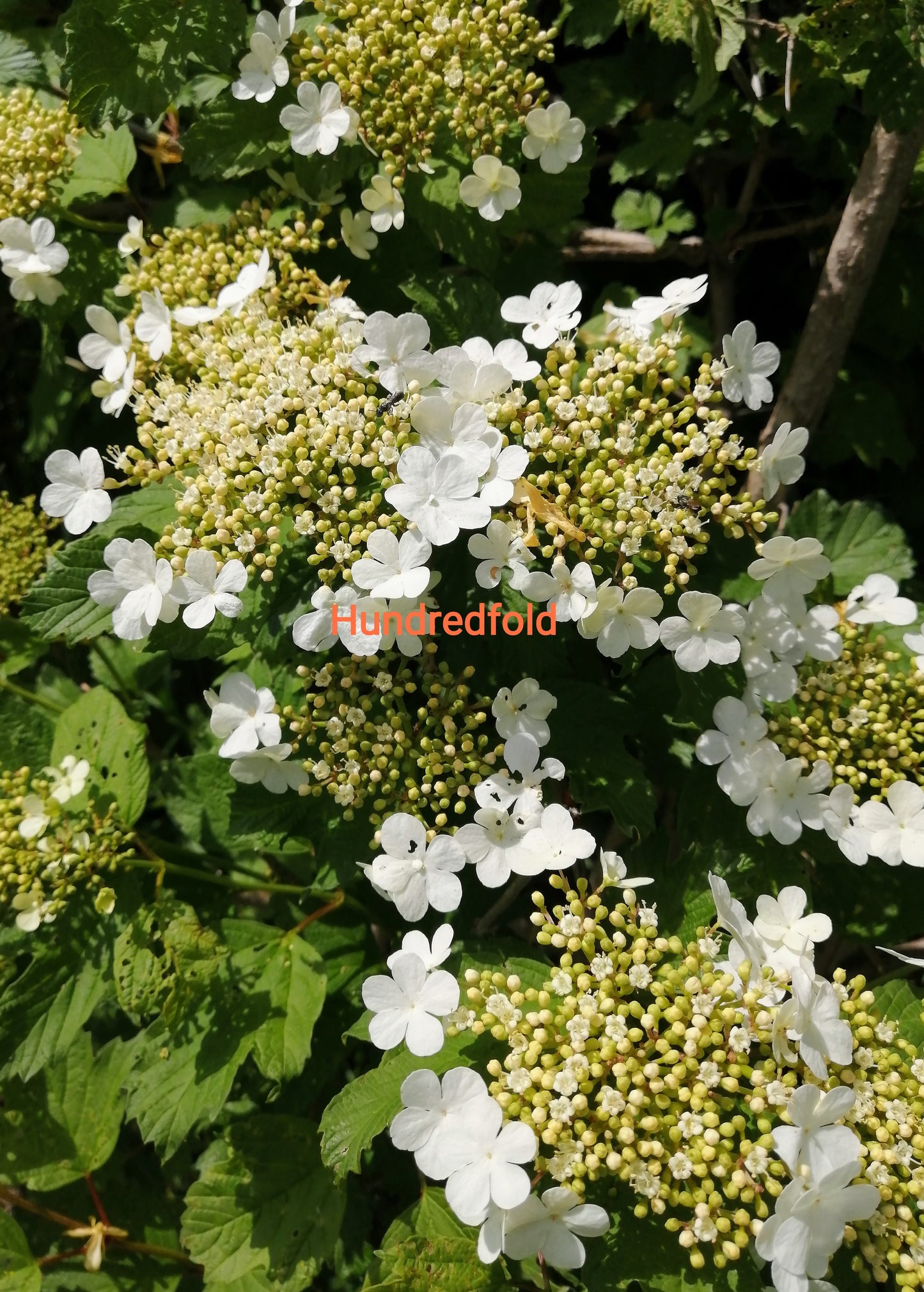 Viburnum opulus VAR. americanum Arbuste indigène d'Amérique du Nord, Viburnum opulus 10 graines