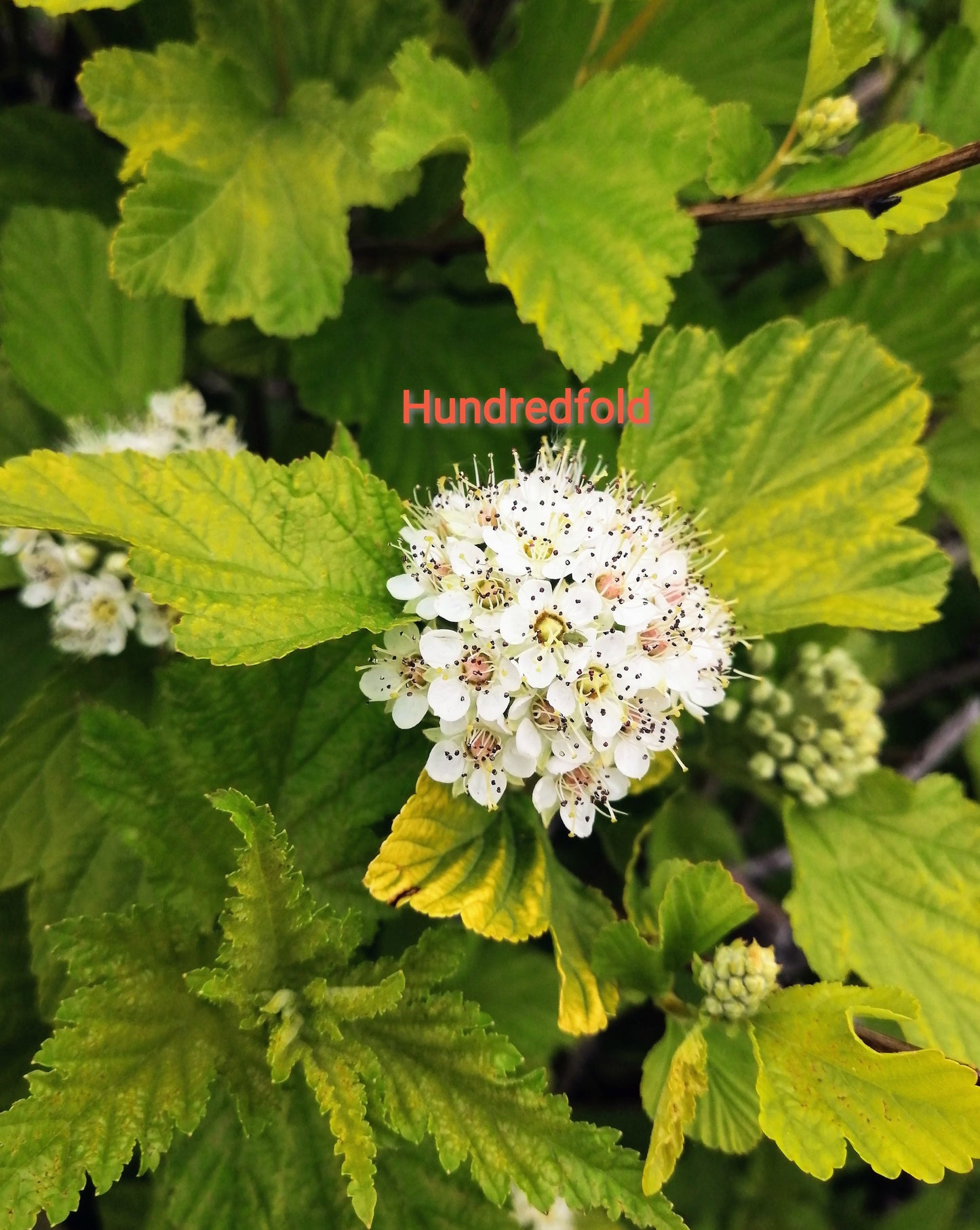 Common Ninebark 30 Seeds - Physocarpus opulifolius North America Native Shrub Low-Maintenance Landscaping Bush