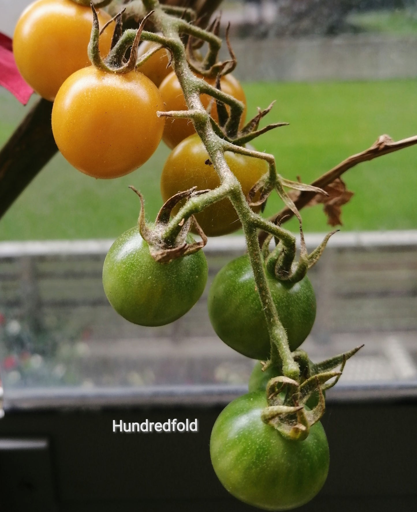 Honey Drop Cherry Tomato 30 Vegetable Seeds - Non-GMO Sweet and Flavorful Fruits, Honeydrop, Easy to Grow, Productive, Great for Containers or Small Spaces
