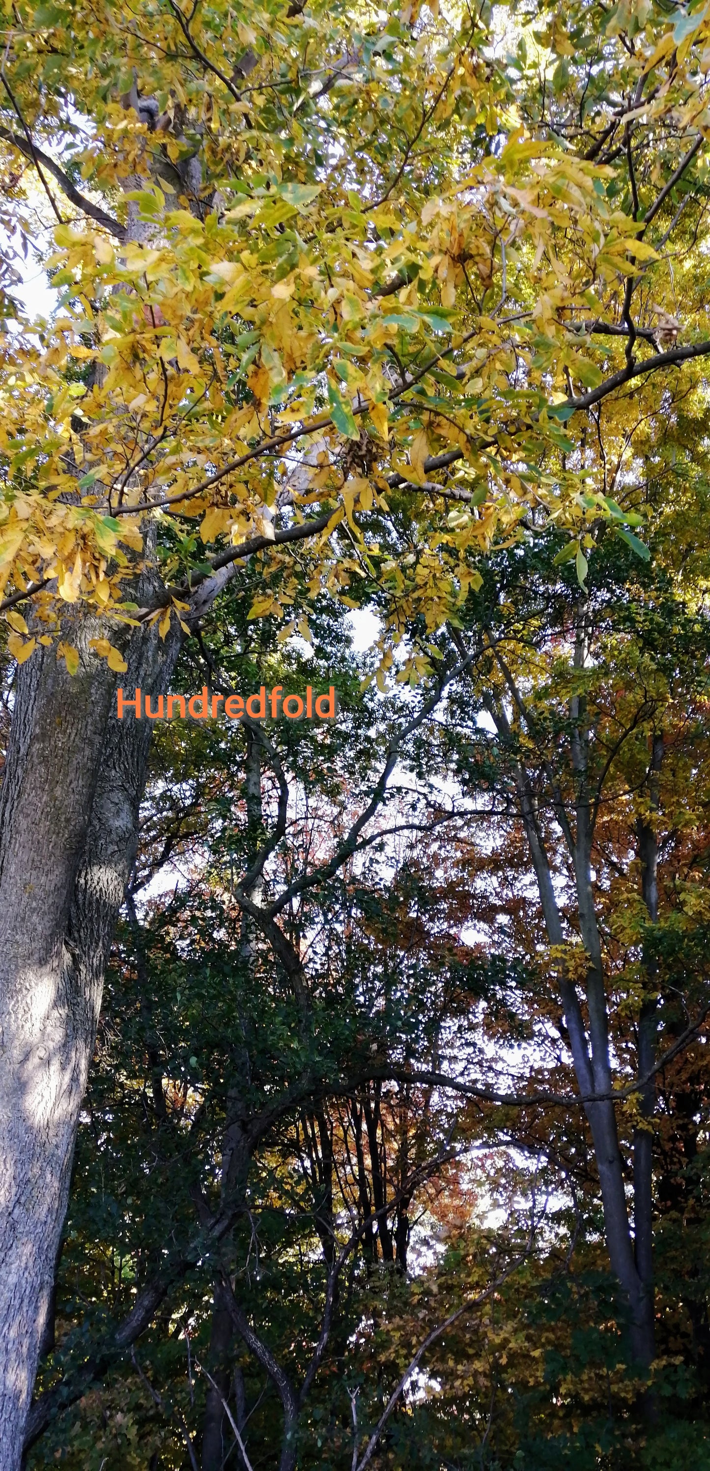 Caryer amer centuple 5 noix - Carya cordiformis Graines d'arbres indigènes frais de l'Ontario, faites pousser votre propre bois de chauffage