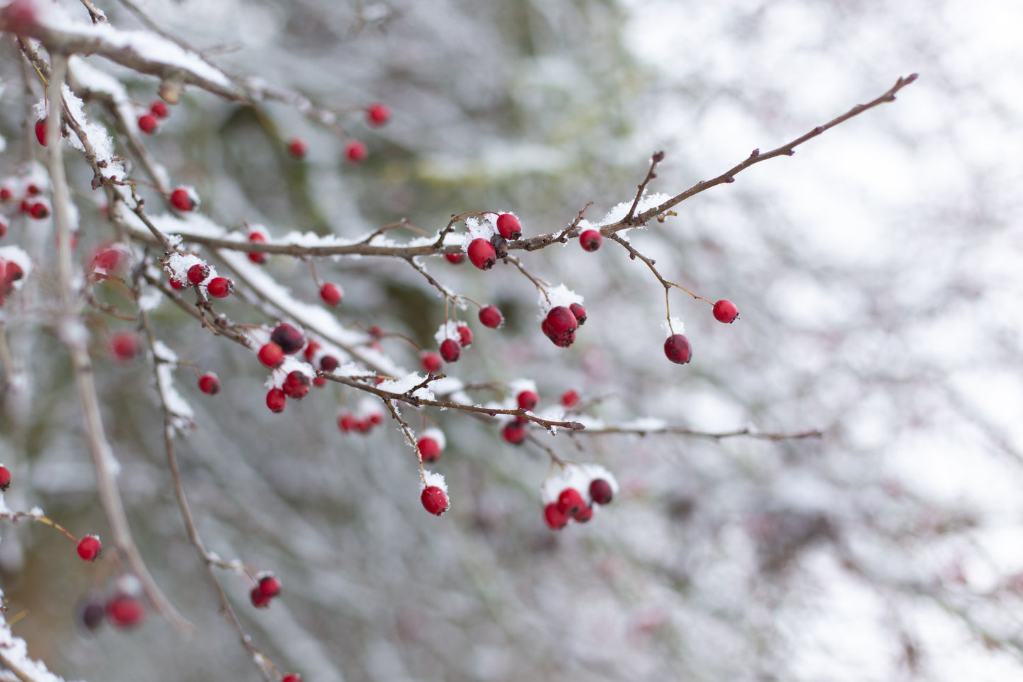 Aubépine centuple 20 graines – Crataegus mollis Red Haw Thorn Petit arbre fruitier indigène du Canada, parfait pour l'observation des oiseaux dans la cour et les haies
