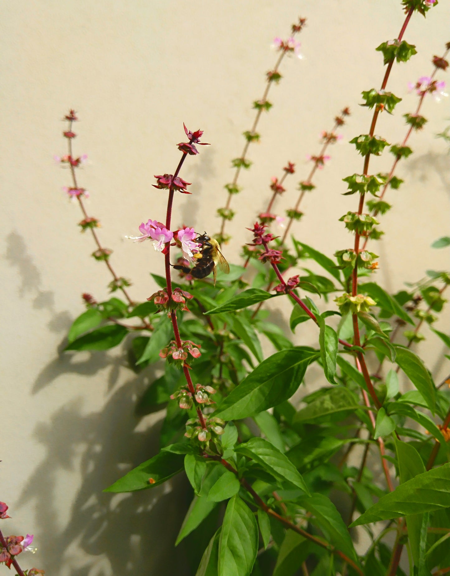 Hundredfold Cinnamon Basil 200 Flowering Herb Seeds - Non-GMO Ocimum basilicum Purple Stems and Flowers, Dural Purpose Plant: Fillers for Bouquets and Kitchen Herb