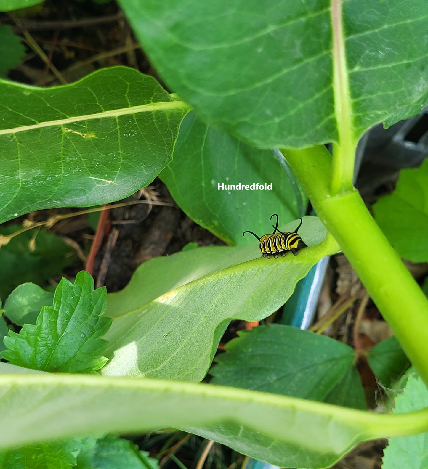 Common Milkweed Seeds (Asclepias syriaca) - 30+ Seeds for Monarch Butterflies | Native Wildflower, Pollinator Garden, Caterpillar Food Source