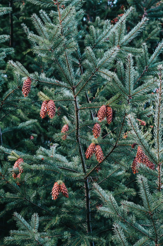 Hundredfold Douglas Fir 10 Evergreen Tree Seeds - Pseudotsuga menziesii British Colombia Native Conifer Interior Douglas-fir Excellent for Christmas Tree, Reclamation & Shelterbelt Sheter Belt