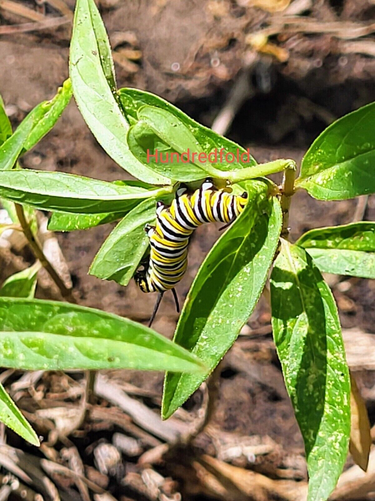 Hundredfold Swamp Milkweed 20 Perennial Flower Seeds - Asclepias incarnata, Rose Milkweed, Canada Native, Host Plant for Monarch Butterfly Larvae, Tolerate Wet Soils, Butterfly Garden Staple