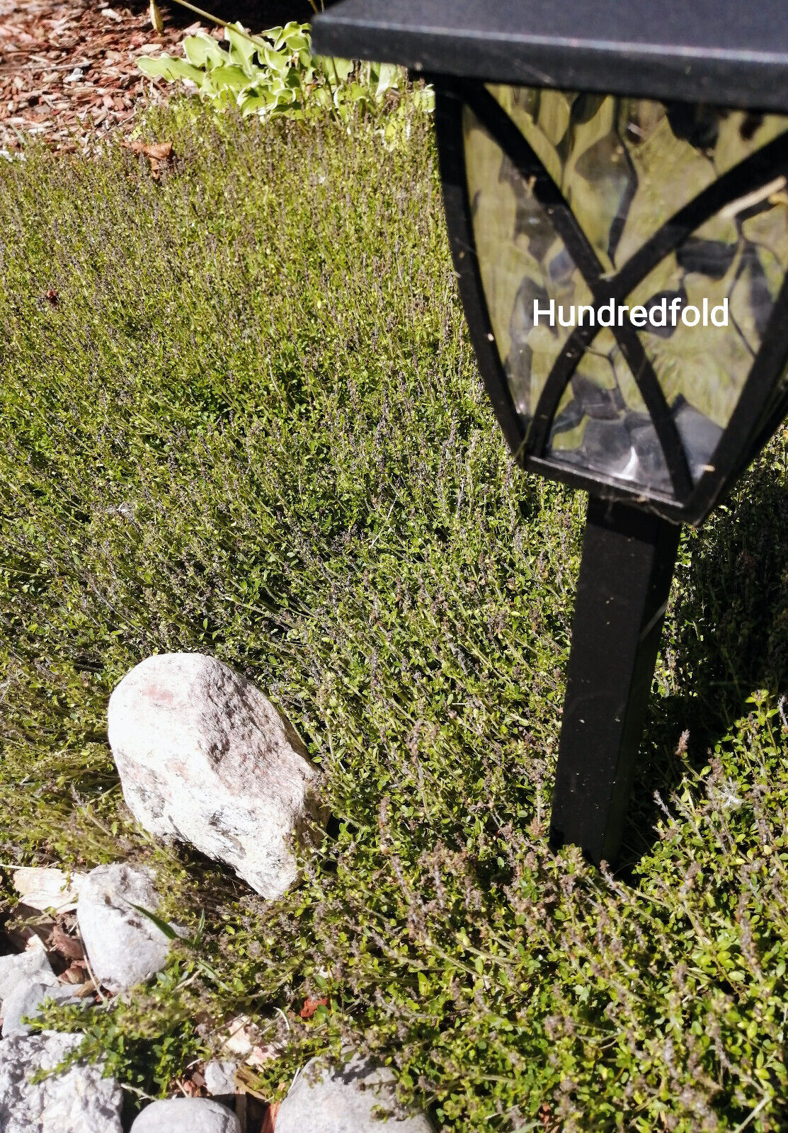 Hundredfold Creeping Thyme 1000 Seeds - Thymus serpyllum Brotherwort Ground Cover or Lawn Alternative Rock Garden Staple
