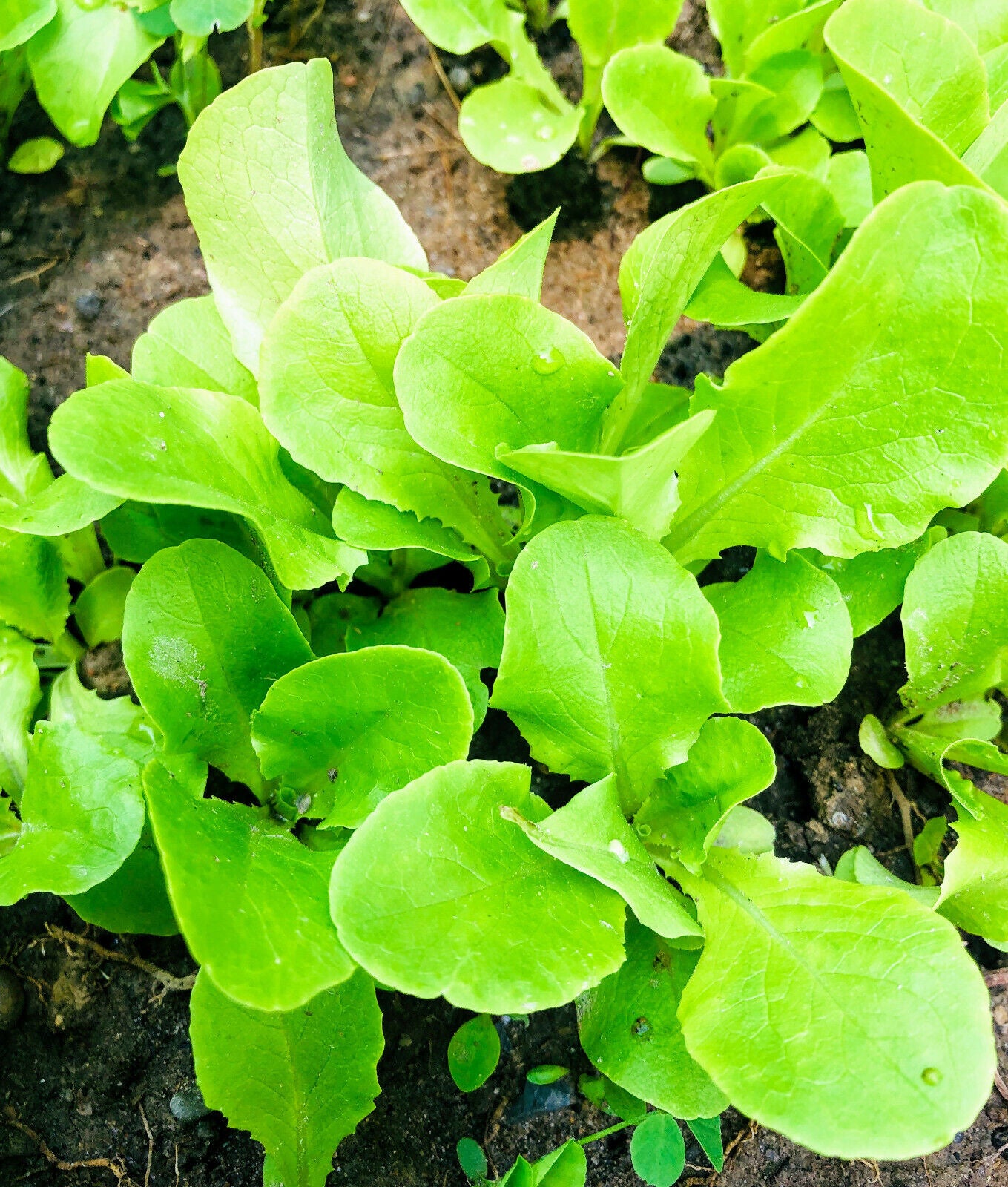 Laitue pommée Buttercrunch Hundredfold 1000 graines de légumes – Butter Head Bibb Type, sans OGM, conteneurs/micropousses