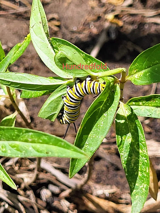 A Book Review on Nature’s Best Hope from a Native-Seed Seller’s Perspective