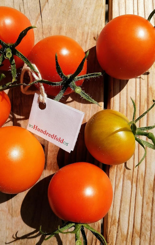 Hybrid vs. Heirloom Seeds: A Gardener’s Guide to Smarter Choices