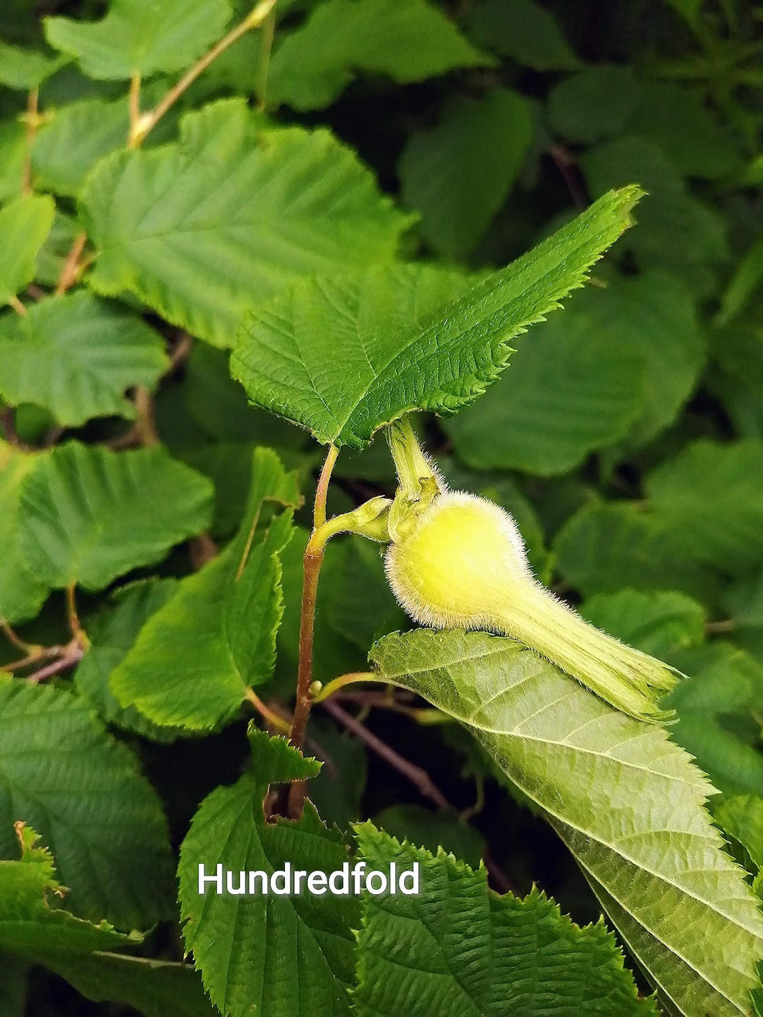 Beaked Hazelnut – Canada’s Hidden Treasure