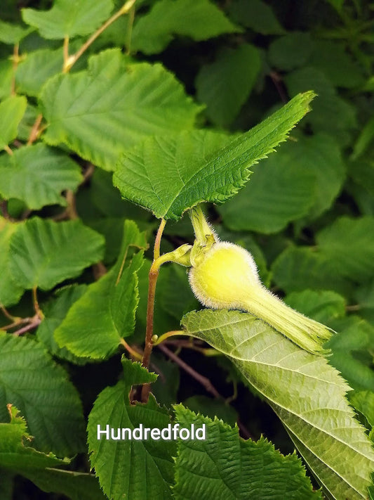 Beaked Hazelnut – Canada’s Hidden Treasure