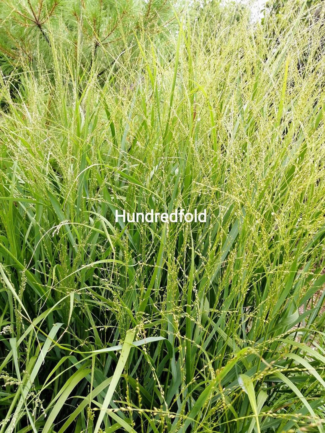 Toronto Native Prairie Tallgrass Tall Grasses: Big Bluestem, Switchgrass, Indiangrass & More