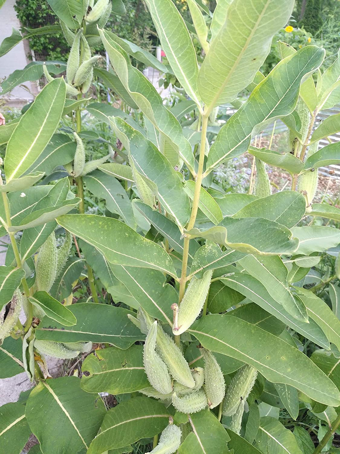 Saving Monarch Butterflies on the Cheap