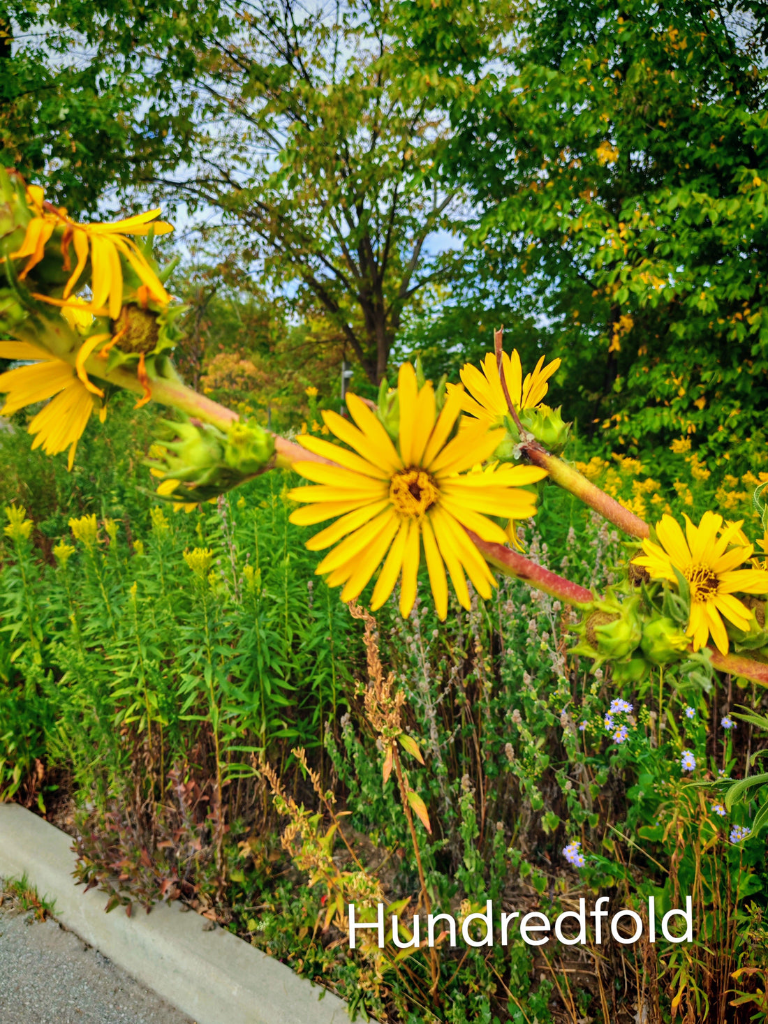 Compassing for a Compass Plant: A Search Rooted in History