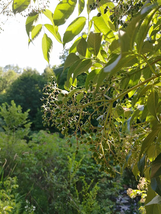 General Tree and Shrub Seed Germination Guide for Canada and North USA