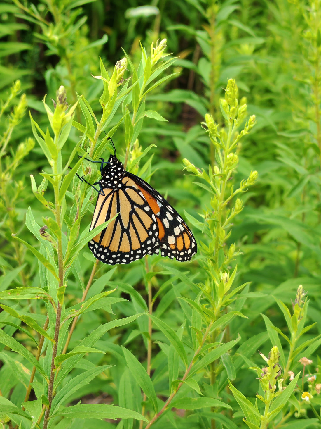You Are Connected: How Native Plants Reconnect Us with Nature