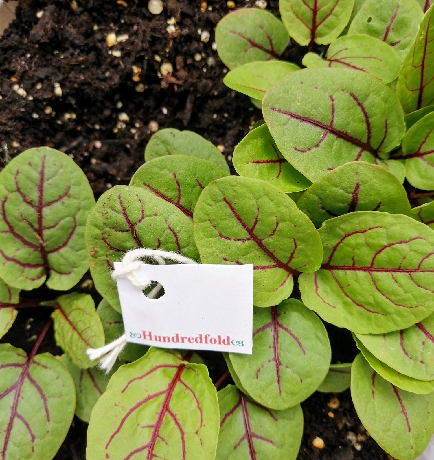 Herb Seeds